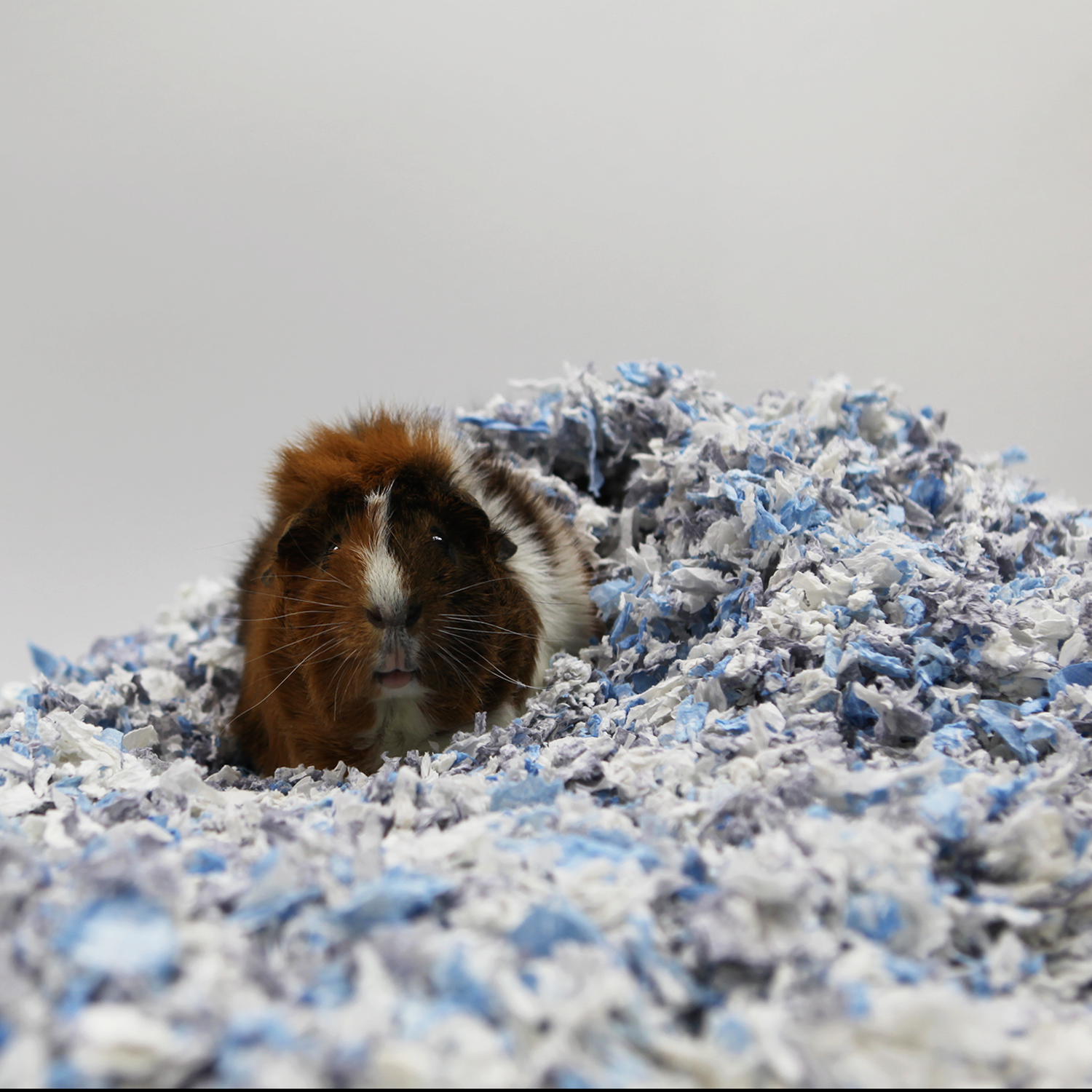 Guinea Pig Playing in Bedding
